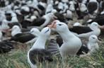 Um casal de albatrozes troca carinhos em sua colônia em Steeple Jason, no noroeste das Ilhas Malvinas